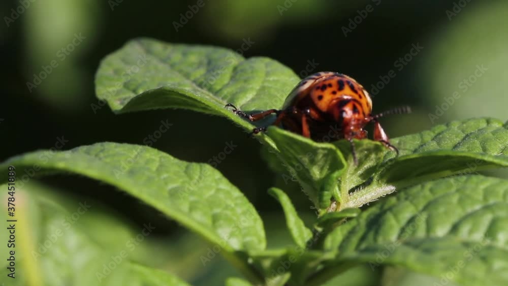 Colorado potato beetle eating potato leaves Colorado potato beetle eating potato leaves