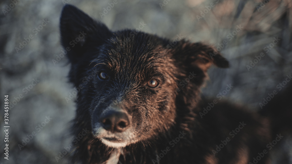 Wet black dog, looking at the camera Wet black dog, looking at the camera