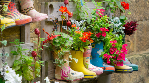 Fototapeta Naklejka Na Ścianę i Meble -  Rubber Wellington Boots are lined up and used as flower pots in