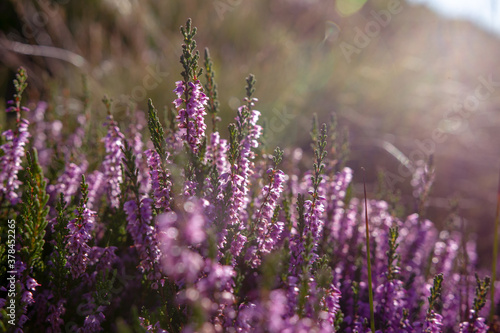 Heather plant closeup detail of blossom on Haworth Moor photo