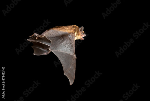 Big brown bat (Eptesicus fuscus) flying, Iowa, USA