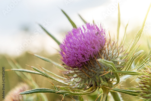 Onopordum acanthium in bloom at sunrise. photo