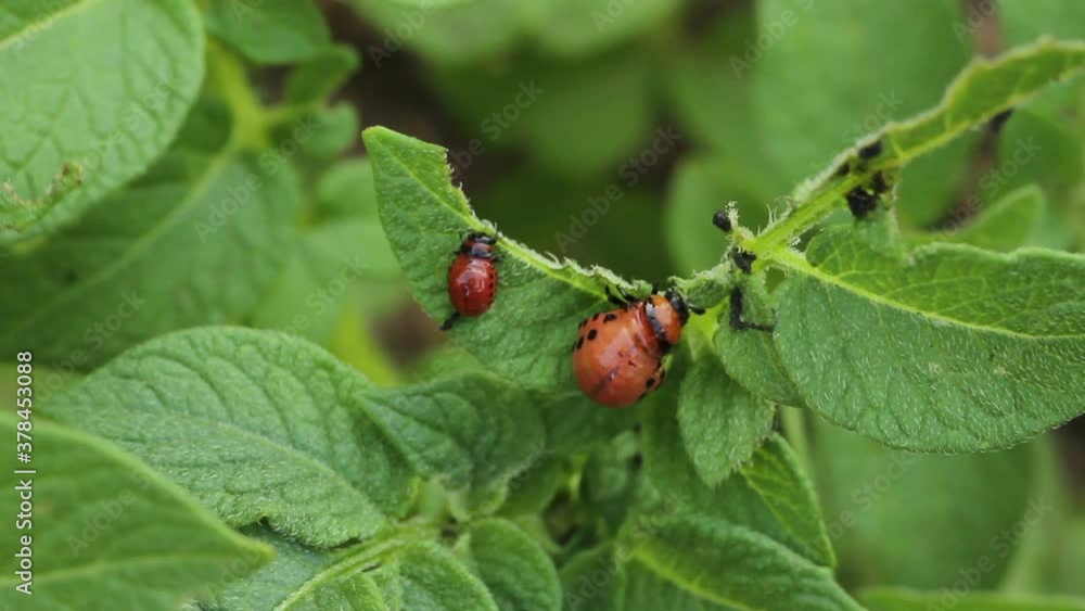 Colorado potato beetle larva on potato leaves. macro shooting Colorado potato beetle larva on potato leaves. macro shooting