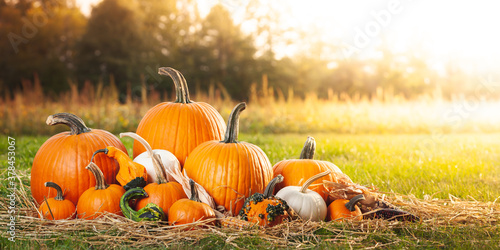 Pumpkins In Soft Autumn Sunlight