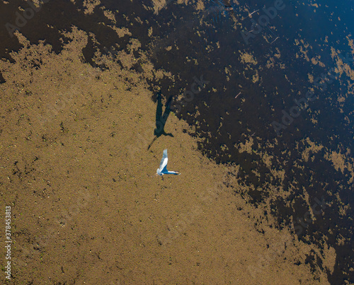 White heron flying over water full of camalotes, aerial view. photo