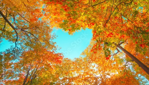 Fototapeta Naklejka Na Ścianę i Meble -  Autumn forest background. Vibrant color tree, red orange foliage in fall park. Nature change Yellow leaves in october season Sun up in blue heart shape sky Sunny day weather, bright light banner frame