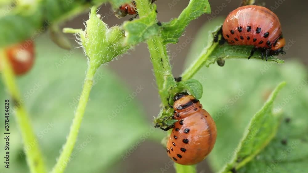 Colorado potato beetle larva on potato leaves. macro shooting Colorado potato beetle larva on potato leaves. macro shooting