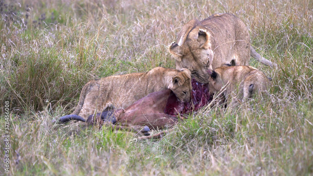 lioness and two young cubs feeding in masai mara lioness and two young cubs feeding in masai mara
