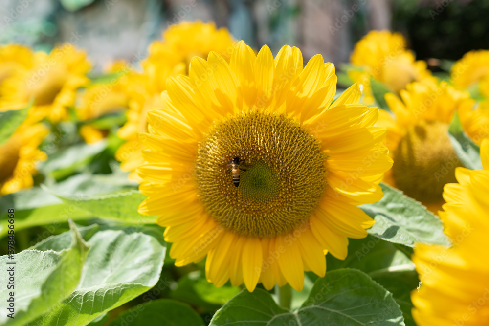 Closeup sunflower with blur background
Closeup sunflower with blur background
