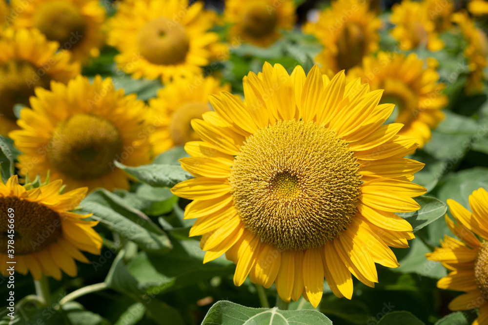 Closeup sunflower with blur background
