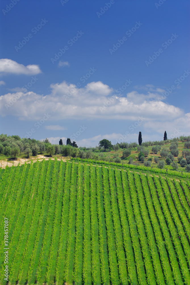 Rows of grape vines and olive trees in Tuscany with blue sky
