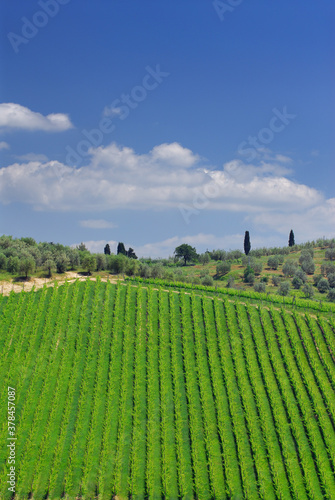 Rows of grape vines and olive trees in Tuscany with blue sky