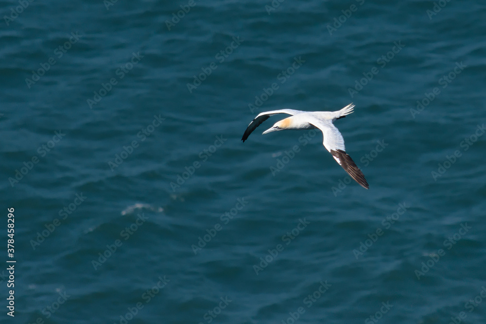 Flying gannet over the sea
