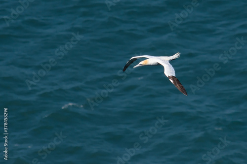 Flying gannet over the sea 