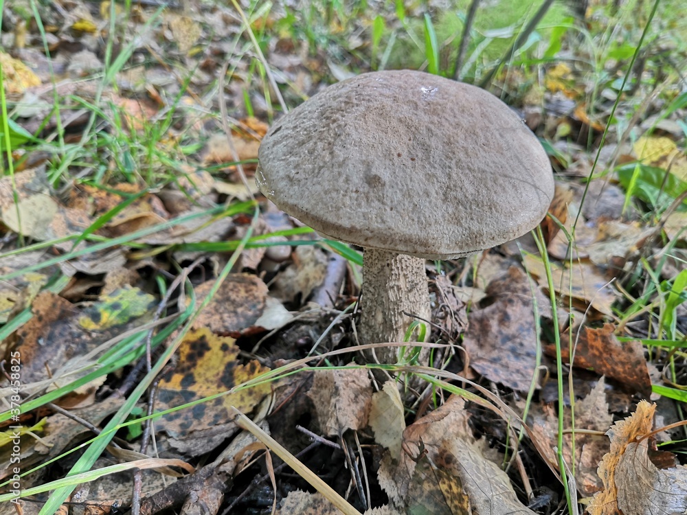 mushroom in the grass mushroom in the grass