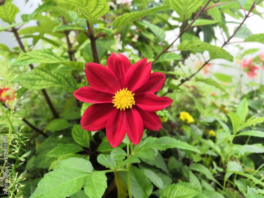 red dahlia flower red dahlia flower