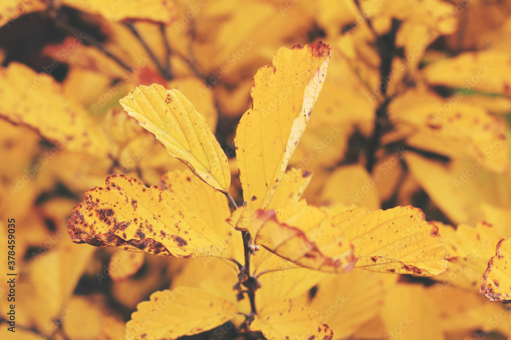 Autumn scene with yellow and red leaves. Natural fall background. Autumn scene with yellow and red leaves. Natural fall background.