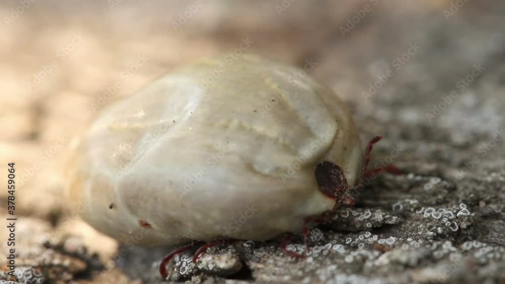 blood-drunk ixodid tick on a wooden board. macro shooting blood-drunk ixodid tick on a wooden board. macro shooting