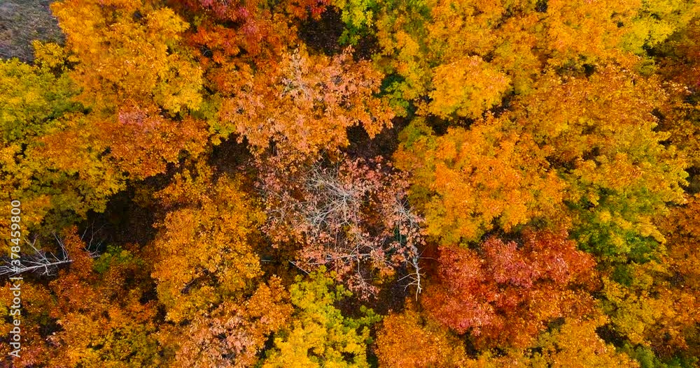 Aerial view. Directly above the deciduous forest in autumn. Northern red oak grove at autumn. Low Aerial view. Directly above the deciduous forest in autumn. Northern red oak grove at autumn. Low