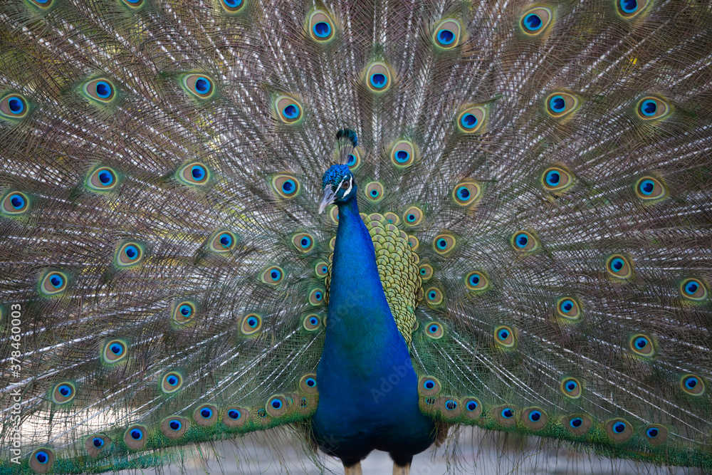 Obraz premium Indian Peacock, Bahamas