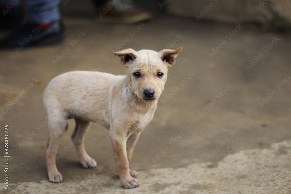 an innocent puppy looking at the camera. indian street dog