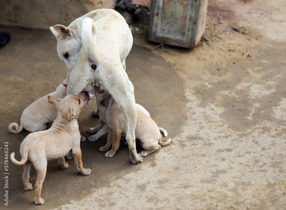 puppies of indian street dogs suckling tits of mother dog puppies of indian street dogs suckling tits of mother dog