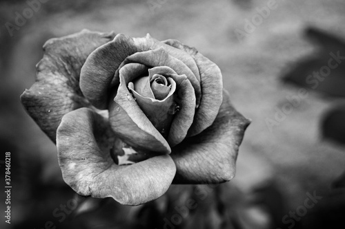 Red Rose © bruno