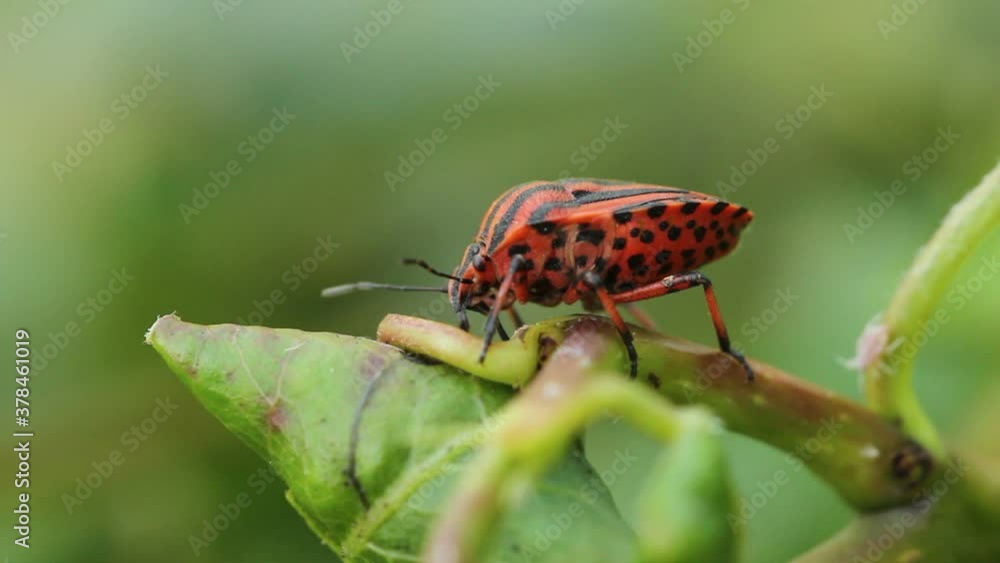 bug sits on a tree branch macro photography bug sits on a tree branch macro photography
