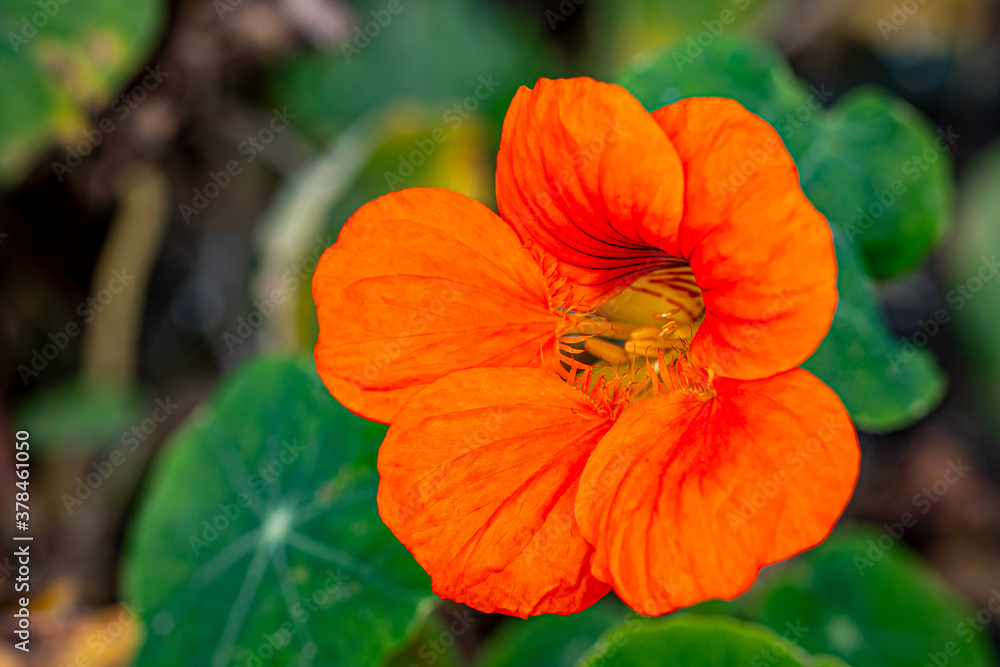 Orange and Red Indian Cress Flower in the Garden Orange and Red Indian Cress Flower in the Garden