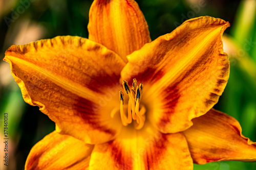 Canvas Print Orange and Red Day Lily Flower from the Garden