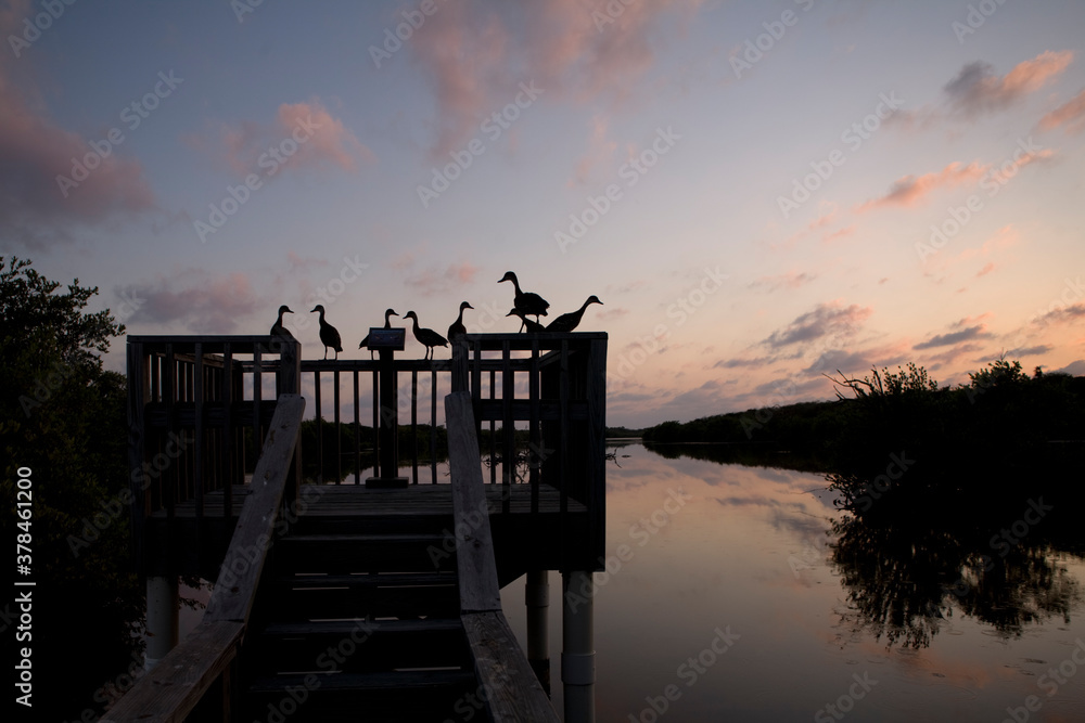 Whistling Ducks, Little Cayman Island