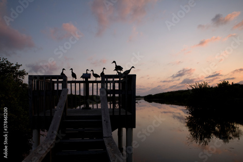 Fototapeta Naklejka Na Ścianę i Meble -  Whistling Ducks, Little Cayman Island