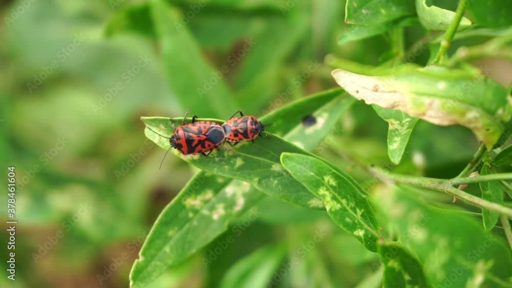 bug sits on a tree branch macro photography bug sits on a tree branch macro photography