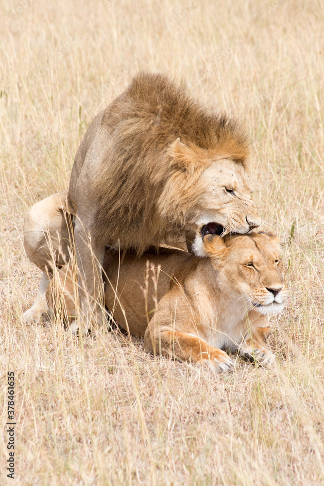 Lions, Panthera leo, mating. Serengeti, Tanzania. Lions, Panthera leo, mating. Serengeti, Tanzania.