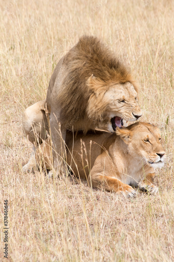 Lions, Panthera leo, mating. Serengeti, Tanzania. Lions, Panthera leo, mating. Serengeti, Tanzania.