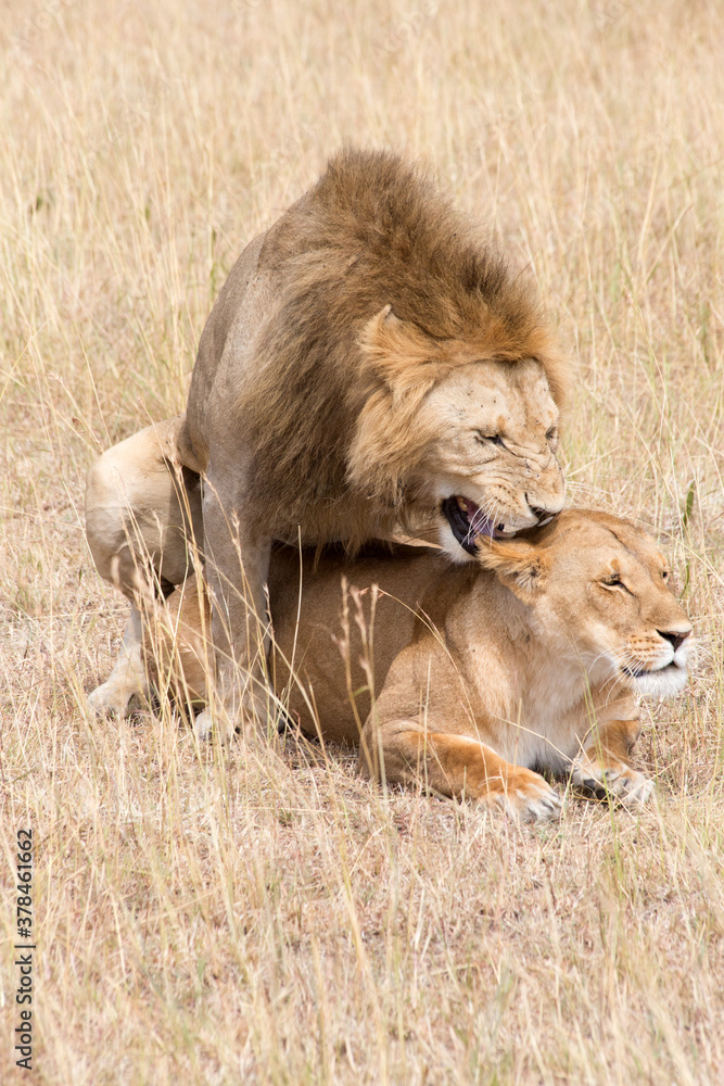 Lions, Panthera leo, mating. Serengeti, Tanzania. Lions, Panthera leo, mating. Serengeti, Tanzania.