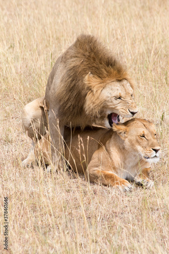 Lions  Panthera leo  mating. Serengeti  Tanzania.