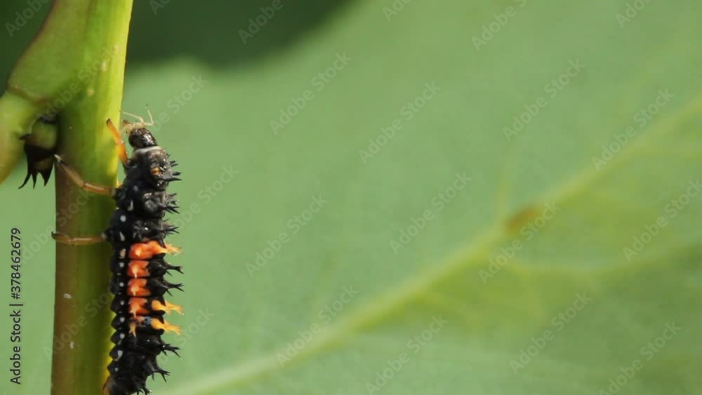 ladybug larva eats a caught aphid on a tree branch ladybug larva eats a caught aphid on a tree branch