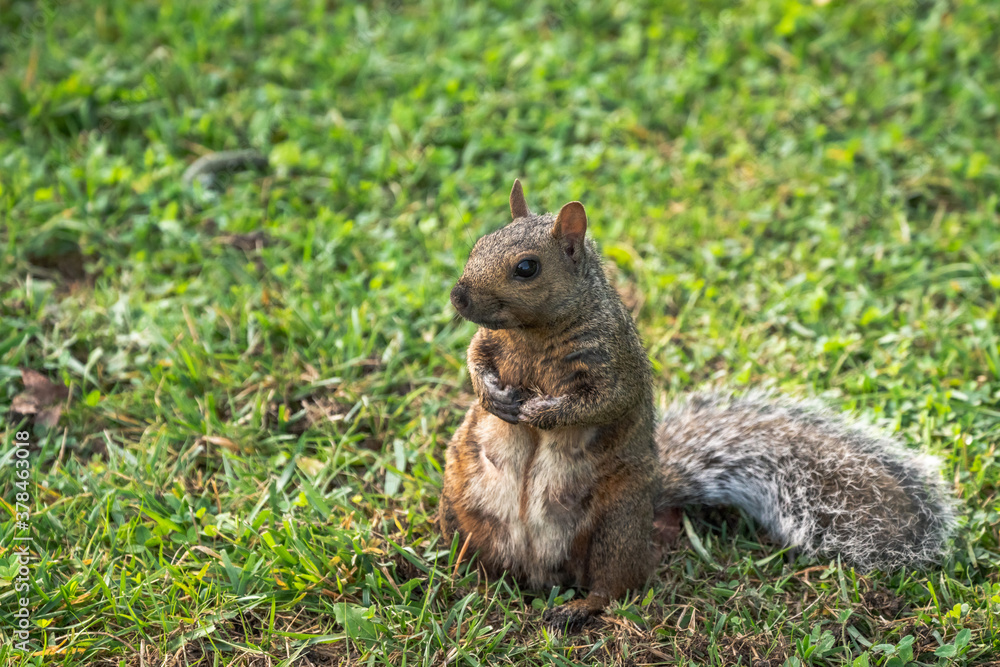 A common gray squirrel female mother with gray, brown and white fur sits on her hind legs with paws in on green grass as she looks towards the camera. A common gray squirrel female mother with gray, brown and white fur sits on her hind legs with paws in on green grass as she looks towards the camera.