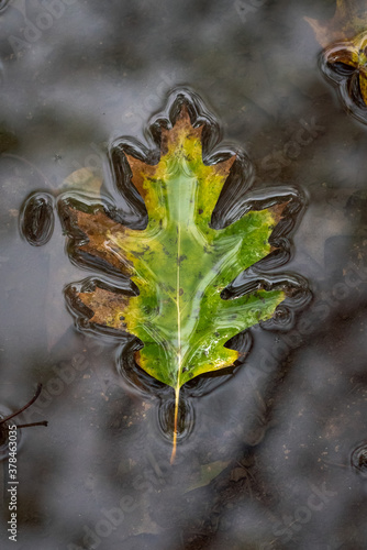 Beautiful fall or autumn background image of a large green yellow and brown oak tree leaf sitting on top of a mud puddle with water beading up around the perimeter and reflecting the branches above.