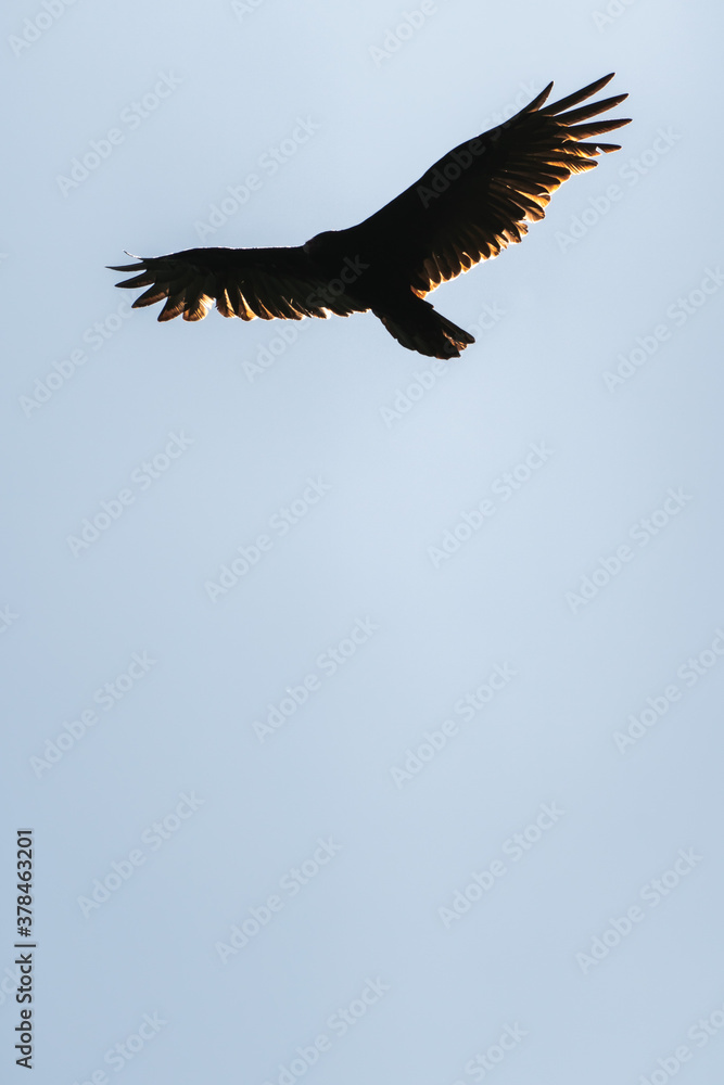 A silhouette of a large turkey vulture or buzzard bird circling as it soars and flies with wings outstretched and illuminated by the sun in the sky above with blue sky background.
