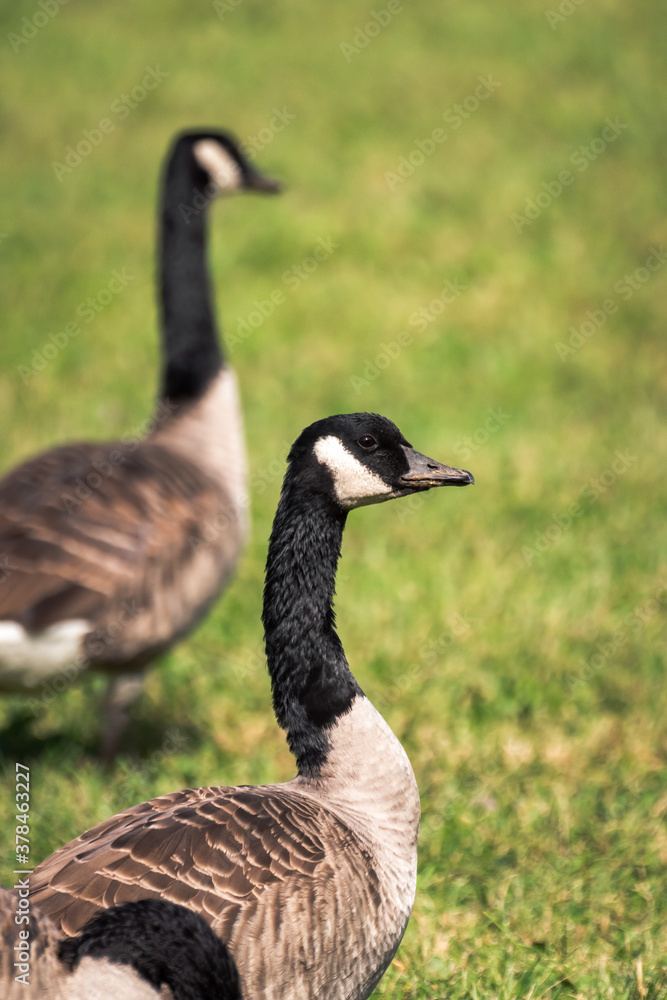 Close up of two wild migratory Canadian geese walking on green grass on a bright sunny summer day. Close up of two wild migratory Canadian geese walking on green grass on a bright sunny summer day.