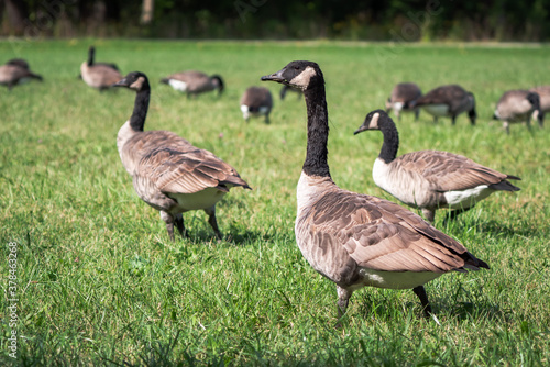 A close up of a flock of migratory wild Canadian geese foraging in a green lush grassy area of a public park.