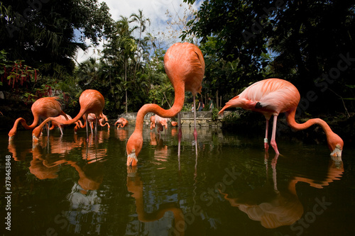 Fotografie, Obraz Caribbean Flamingos, Nassau, Bahamas
