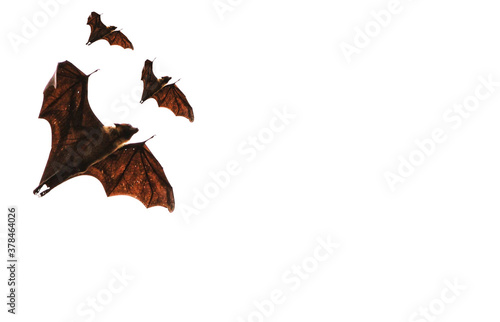 three vampire bats flying in white background photo