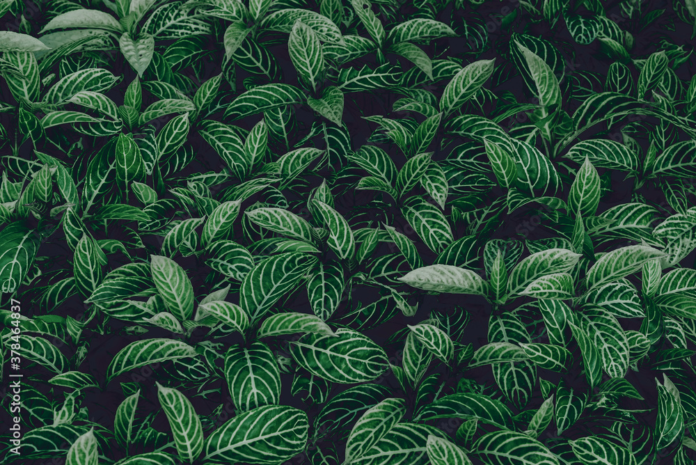 tropical leaves, green leaves texture, nature background - obrazy, fototapety, plakaty 
