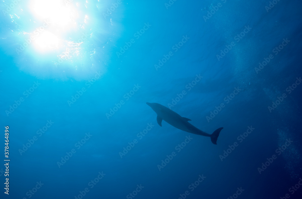 Obraz premium Bottlenose Dolphin, Grand Bahama Island, Bahamas