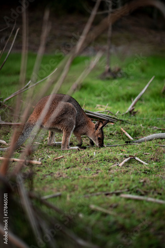 One Kangaroo feeding off the ground