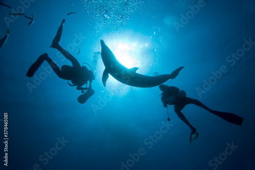 Scuba Divers and Bottlenose Diver at UNEXSO, Grand Bahasma Island, Bahamas