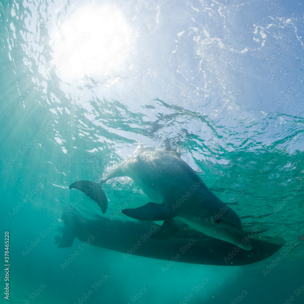 Naklejka premium Bottlenose Dolphin, Grand Bahama Island, Bahamas